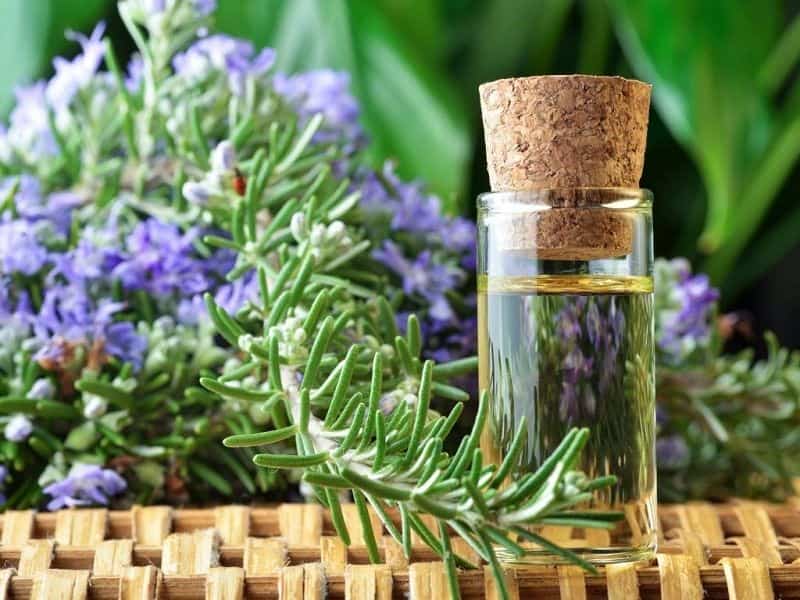 قیمت دمنوش رزماری